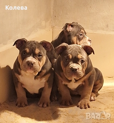 ТОП Американско були ПОКЕТ трикольор, снимка 5 - Други - 53453267