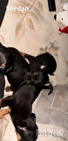 Продавам пинчери 3 на брой 1 мъжки 2 женски , снимка 1