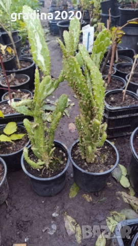 Опунция – Opuntia monacantha ‘Monstruosa’, снимка 6 - Разсади - 52922648