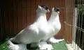 Чистопородни Гълъби, снимка 2
