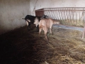 Продавам две козички дзвиски за първи път ще се козата, снимка 2