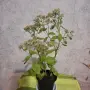 Лечебна Дебела Мара комплект , снимка 11