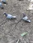 спортни Пощи и други.. , снимка 3