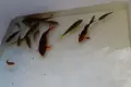 Японски шаран кои , снимка 8