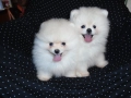 Продавам две мини померанчета момчета, снимка 4