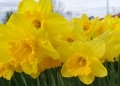 Нарциси в саксия с едри цветове , снимка 1