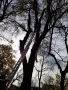 Рязане на високи опасни дървета Косене на тревни площи, снимка 15