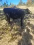 Продавам 5 бр мъжки телета , снимка 2