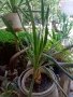 Палма Юка-студоустойчива,дворна-60-70см., снимка 5