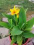 Цвете Кана, снимка 1 - Градински цветя и растения - 35847759