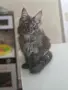 котенца Мейн Куун, снимка 4