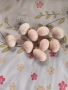 Продавам Домашни Оплодени Яйца от ШАБО, снимка 6