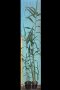 Гигантска тръстика, Arundo donax, декоративни, бързорастящи,жив плет, снимка 7