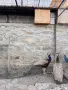 Продавам мъжки и женски пауни, снимка 2