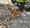 Пинчер.         ., снимка 1