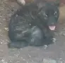 Свободни кангали Чапар., снимка 3