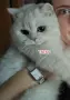 Клепоуха чинчила , снимка 3