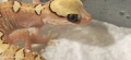 Гекон Diplodactylus Galeatus (Helmeted gecko), снимка 3