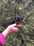 СУПЕР МИНИ ЙОРКИ Доставка, снимка 1