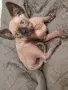 Канадски сфинкс, котенца, снимка 9