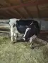 Продавам Крава на първо теле, снимка 1