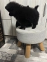 Продавам померан, снимка 7