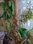 ПРОДАВАМ ШЕФЛЕРА, снимка 1