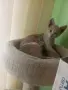 Подарява се котенце за град Добрич , снимка 3
