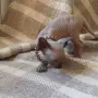 Чистокръвно коте сфинкс, снимка 4
