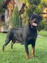 Ротвайлери , снимка 4