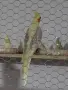 Продавам папагали, снимка 1