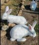 зайци зайчета , снимка 3