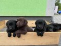 Лабрадори с родословие, снимка 3