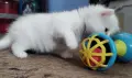 бели котенца, мъжко, женско, снимка 3