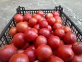 Продавам розов домат, снимка 4