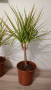 Цветя - Драцена, палма Ливистона, Агаве, снимка 1 - Стайни растения - 44794847