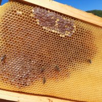 Манов мед с горски билки, снимка 9 - Пчелни продукти - 42092455