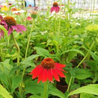 Ехинацея, студоустойчива, различни цветове, снимка 7 - Градински цветя и растения - 41461890