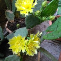 Саксии с незамръзващ кактус  , снимка 1 - Стайни растения - 41240742
