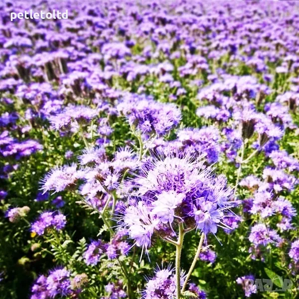 Семена ФАЦЕЛИЯ 1 кг - за пчелари, снимка 1