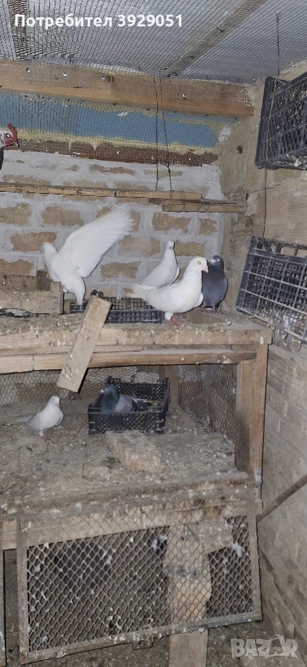 Продавам пощенски гълъби, снимка 1