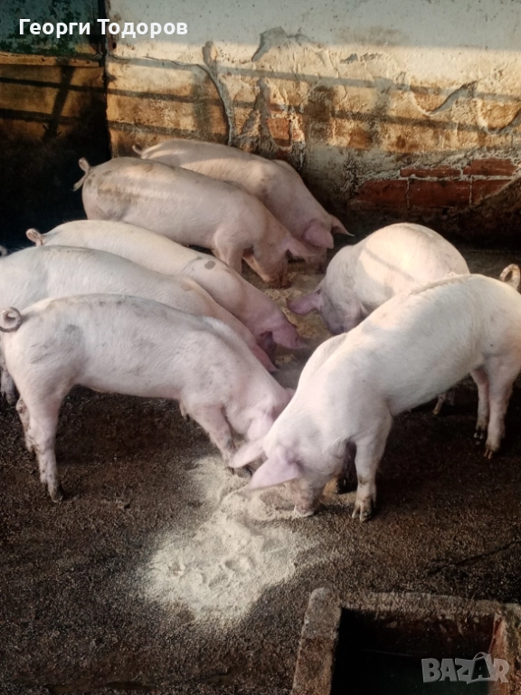 Малки прасенца , снимка 1