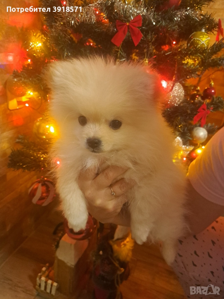 продавам померан мини щпиц момче, снимка 1