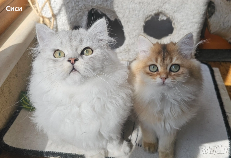 Британски Дългокосмести Котенца, снимка 1