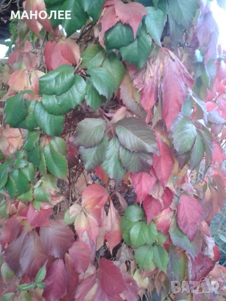 Дива лоза, снимка 1