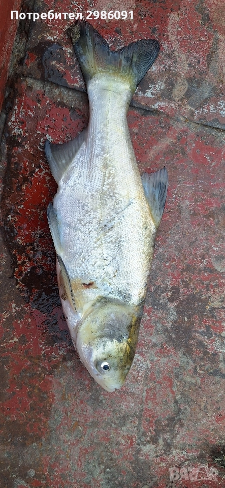 Зарибител Толостолоб Шаран, снимка 1