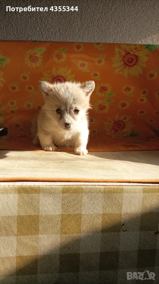 Уелско Корги, снимка 1