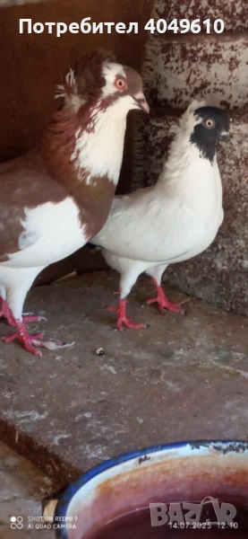 декоративни гълъби, снимка 1