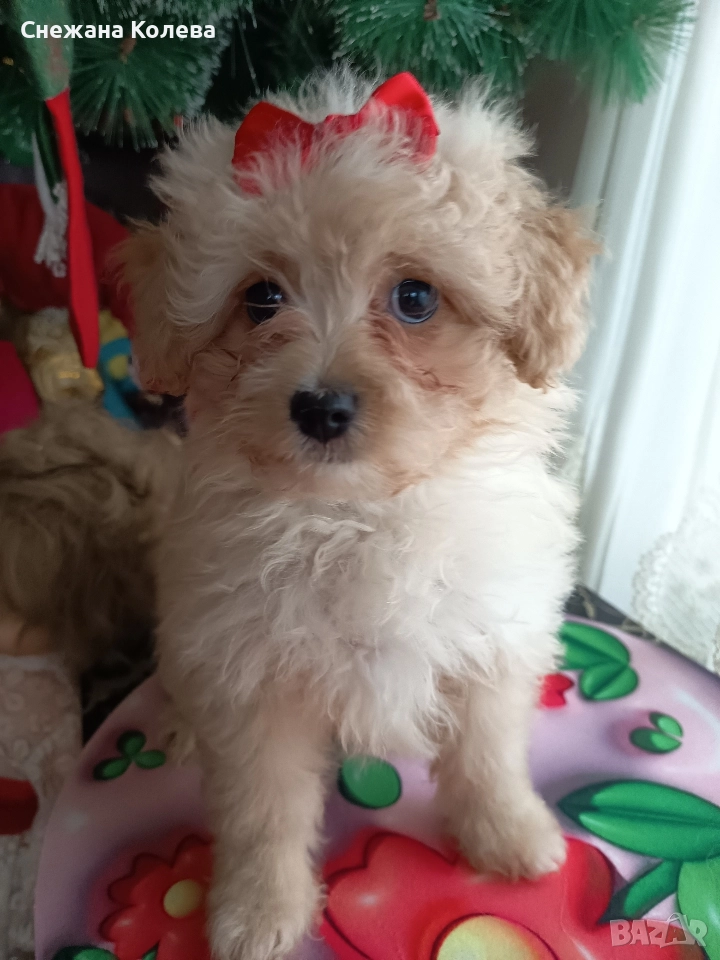 Кученца от порода Помапу , снимка 1