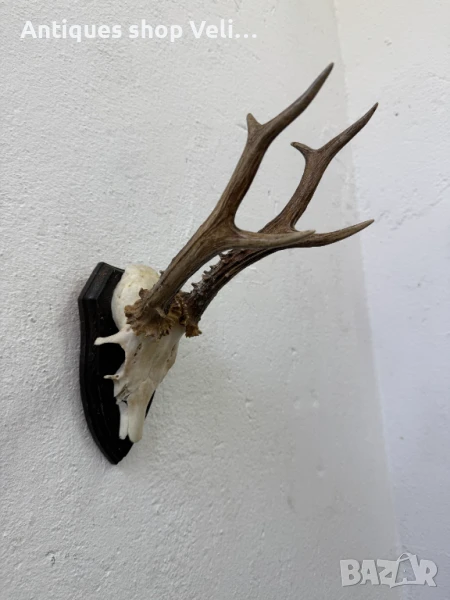 Ловен трофей №7096, снимка 1